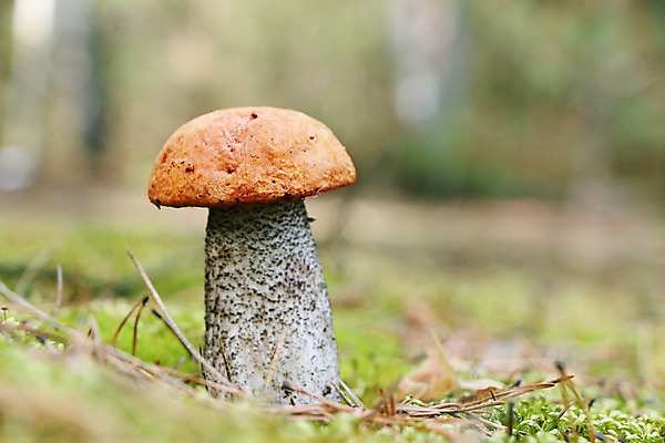 포토 JPG 해외이미지 식물 1 계절 음식 잎 다이어트 채소 오렌지 재료 자연 건강 이끼 요리 사람없음 목재 초록색 맑음 식사 버섯 성장 가을 신선 숲 싱글 유기농 자작나무 내추럴 곰팡이 그물버섯 식용 채식주의자 캡모자 해외202004 해외포토 나무 모자_잡화 웰빙 컬러 과일 날씨 생태계 채식 파일형식 이미지허브