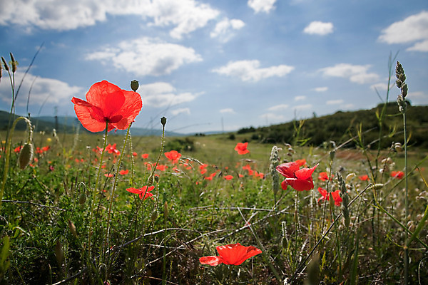 포토 JPG 해외이미지 계절 꽃 도로 여행 컨셉 꽃무늬 밭 농업 자연 추상 풍경 사람없음 빨간색 여름 봄 바위 시골 아스팔트 묘사 어깨 양귀비 설정 목가 해외202004 해외포토 식물 산업 길 컬러 무늬 교통시설 신체부위 돌_바위 생태계 파일형식 이미지허브