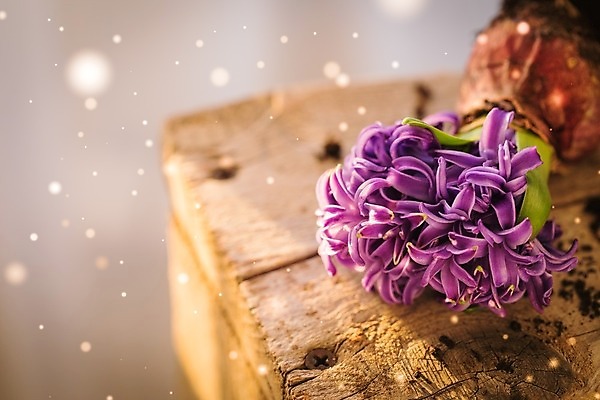 포토 JPG 해외이미지 식물 계절 꽃잎 꽃 줄기 분홍색 백그라운드 잎 꽃무늬 밭 전구 자연 부활절 발렌타인데이 사람없음 초록색 물 파란색 컬러풀 노란색 머리 정원 보라색 봄 벚꽃 신선 개화 냄비 5월 속도 원예 앵무새 내추럴 고립 온실 히아신스 해외202004 해외포토 자연요소 기념일 컬러 무늬 농업 데이이벤트 조류 취미 신체부위 날짜 솥 생태계 파일형식 이미지허브