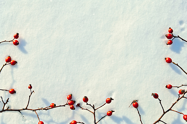 포토 JPG 해외이미지 식물 계절 열매 음식 백그라운드 겨울 패턴 과일 자연 건강 사람없음 장식 빨간색 장미 얼음 추위 흰색 나뭇가지 신선 눈송이 가시 엉덩이 크리스탈 질감 서리 C 1월 내추럴 고립 눈내림 해외202004 해외포토 자연요소 나무 알파벳 꽃 컬러 무늬 눈_날씨 신체부위 날짜 광석 생태계 파일형식 이미지허브