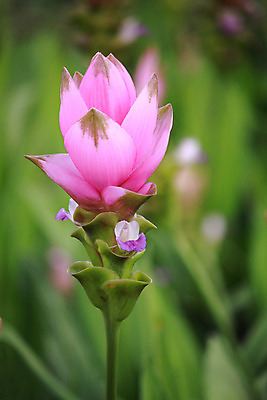 포토 JPG 해외이미지 식물 꽃잎 꽃 꽃무늬 태국 자연 사람없음 활발 벚꽃 신선 난초 싱글 부드러움 호접란 내추럴 해외202004 해외포토 아시아 컨셉 무늬 감각 생태계 파일형식 이미지허브