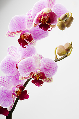 포토 JPG 해외이미지 식물 꽃잎 꽃 줄기 분홍색 백그라운드 자연 사람없음 스파 침묵 봄 난초 오브젝트 장면 해외202004 해외포토 계절 컬러 소리 생태계 파일형식 이미지허브