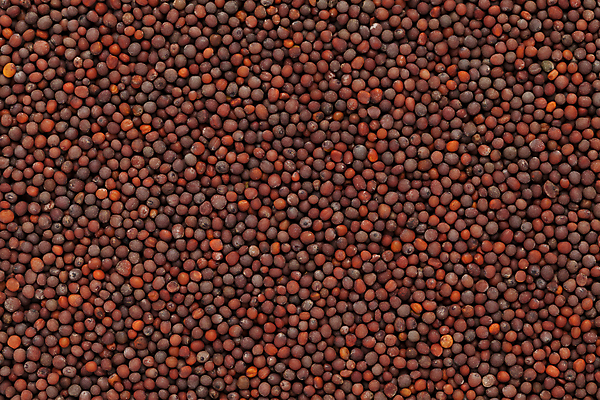 포토 JPG 해외이미지 사람없음 갈색 낟알 향신료 겨자씨 해외202004 해외포토 컬러 씨앗 향미료 파일형식 이미지허브