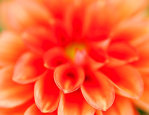 포토 JPG 해외이미지 식물 꽃잎 꽃 백그라운드 꽃무늬 오렌지 자연 벽지 추상 사람없음 빨간색 여름 머리 정원 봄 벚꽃 개화 끝 소프트포커스 묘사 싱글 질감 강렬 꽃수술 블러 해외202004 해외포토 계절 컬러 무늬 과일 촬영기법 신체부위 생태계 파일형식 이미지허브