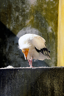 포토 JPG 해외이미지 동물 유럽 얼굴 야생동물 자연 조류 이집트 사람없음 파란색 노란색 흰색 작음 먹이 피부 깃털 해외202004 해외포토 나라 컬러 아프리카 신체부위 크기 생태계 파일형식 이미지허브