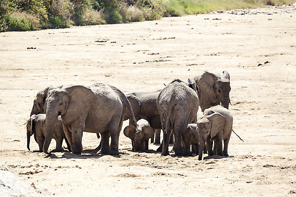 포토 JPG 해외이미지 주간 나무 동물 야생동물 선 포유류 아프리카 자연 초식동물 코끼리 사람없음 야외 가로 걷기 소 군중 사파리 리더 엽서 케냐 보츠와나 보호구역 사바나 탄자니아 해외202004 해외포토 자연요소 식물 나라 모션 사람 편지 생태계 구역 파일형식 이미지허브