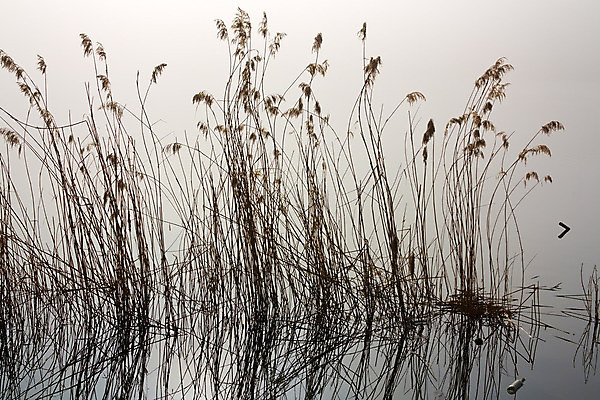 포토 JPG 해외이미지 식물 선 자연 아침 휴식 스트레스 풍경 사람없음 물 강 평화 침묵 고요 새벽 안개 분위기 부드러움 마법 그만 해외202004 해외포토 주간 자연요소 컨셉 날씨 소리 감각 생태계 파일형식 이미지허브