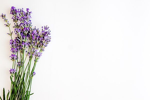 포토 JPG 해외이미지 식물 디자인 꽃 꽃다발 백그라운드 꽃무늬 재료 자연 휴식 건강 사람없음 장식 여름 약 보라색 벚꽃 흰색 신선 약초 정상 다발 허브 제비꽃 향수 싱글 유기농 향기 아로마 향 아로마테라피 라벤더 라일락 조제 내추럴 고립 치료제 프로방스 해외202004 해외포토 웰빙 계절 컬러 컨셉 무늬 의학 화장품 풀_식물 생태계 냄새 만들기 테라피 파일형식 이미지허브