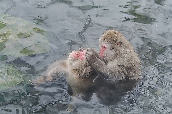 포토 JPG 해외이미지 나무 동물 공원 얼굴 야생동물 분홍색 조각 겨울 포유류 털 사람 사람없음 갈색 걷기 일본 얼음 봄 산책 추위 원숭이 표현 관찰 뜨거움 호기심 오르기 유인원 폭설 해외202004 해외포토 자연요소 식물 계절 공공시설 감정 아시아 컬러 컨셉 모션 휴식 눈_날씨 신체부위 자연재해 파일형식 이미지허브