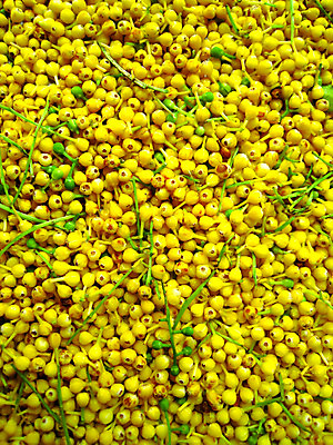 포토 JPG 해외이미지 식물 계절 꽃 분홍색 백그라운드 꽃무늬 일러스트 자연 수채화 사람없음 빨간색 여름 노란색 머리 정원 봄 벚꽃 흰색 신선 데이지 거베라 내추럴 고립 해외202004 해외포토 컬러 무늬 신체부위 생태계 파일형식 이미지허브