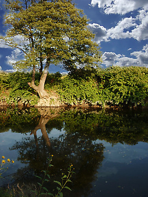 포토 JPG 해외이미지 나무 식물 구름 계절 공원 잎 밭 자연 하늘 날씨 풍경 사람없음 야외 목재 초록색 물 여름 파란색 강 컬러풀 반사 환경 맑음 침묵 젖음 자유 가을 시골 연못 숲 장면 천국 해외202004 해외포토 자연요소 공공시설 컬러 컨셉 농업 재료 소리 생태계 파일형식 이미지허브