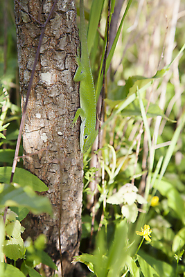 포토 JPG 해외이미지 동물 야생동물 과학 패턴 파충류 자연 생물 경고 사람없음 야외 초록색 여름 반려동물 정원 미국 다양 잡기 해충 숲 엿보기 피부 생물학 도마뱀 육식동물 내추럴 기어가기 경보 카멜레온 해외202004 해외포토 계절 교육 컬러 다수 북아메리카 무늬 모션 신체부위 벌레 생태계 파일형식 이미지허브