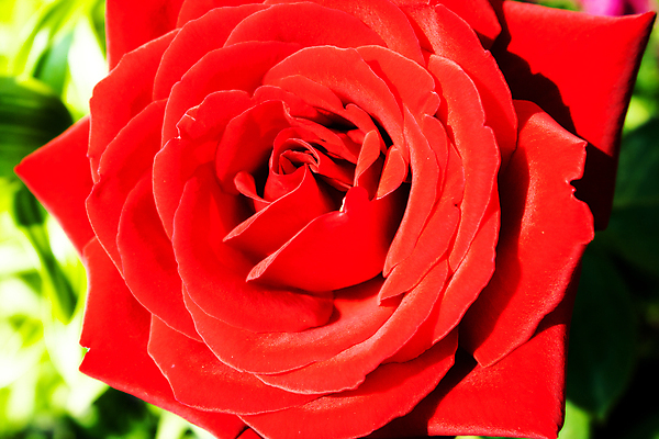 포토 JPG 해외이미지 꽃 자연 선물 사람없음 장식 빨간색 장미 벚꽃 흰색 신선 싱글 해외202004 해외포토 식물 컬러 생태계 파일형식 이미지허브