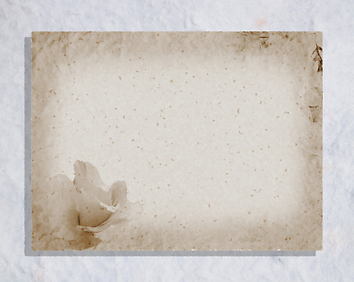 포토 JPG 해외이미지 디자인 꽃잎 꽃 종이 백그라운드 잎 꽃무늬 벽지 표면 추상 문구용품 건조 미술 사람없음 장식 장미 수확 골동품 벚꽃 묘사 질감 복고 시트 내추럴 옛날 핸드메이드 스타일 해외202004 해외포토 식물 무늬 농업 문화예술 오브젝트 파일형식 이미지허브