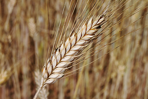 포토 JPG 해외이미지 식물 구름 전통 계절 음료 음식 빵 줄기 백그라운드 농업 자연 하늘 맥주 건강 씨앗 사람없음 여름 파란색 농장 노란색 식사 수확 성장 흰색 시골 닫기 주식 먹이 낟알 땅 시리얼 밀 굽기 먹기 유기농 질감 알맹이 날것 보리 귀 밀짚 내추럴 숙성 채식주의자 해외202004 해외포토 자연요소 웰빙 산업 컬러 모션 곡류 주류 신체부위 금융 짚 구이 생태계 채식 파일형식 이미지허브