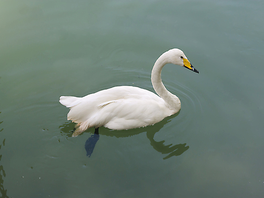 포토 JPG 해외이미지 주간 한마리 호수 사람없음 야외 백조 해외202004 해외포토 자연요소 1 조류 파일형식 이미지허브