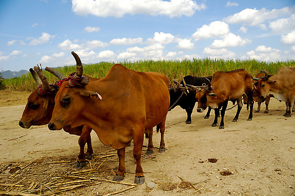 포토 JPG 해외이미지 식물 동물 밭 농업 포유류 지팡이 뿔 사람없음 야외 초록색 농작물 농장 갈색 머리 환경 힘 에너지 수확 시골 업무 작업 소 당기기 달콤 땅 설탕 황소 공화국 밭일 조작 사탕수수 해외202004 해외포토 나라 산업 컬러 모션 신체부위 맛 파일형식 이미지허브
