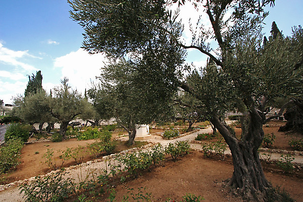 포토 JPG 해외이미지 나무 기독교 종교 부활절 사람없음 정원 성경 나뭇가지 예수 영혼 역사 올리브 복음 순례 예루살렘 옛날 이스라엘 팔레스타인 해외202004 해외포토 식물 기념일 열매 중동 종교용품 신_종교 서아시아 파일형식 이미지허브