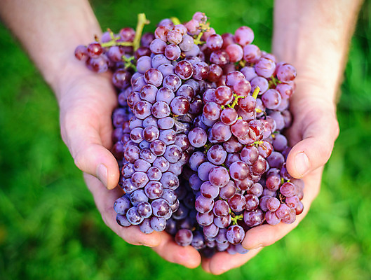 포토 JPG 해외이미지 식물 손 계절 열매 음식 잎 농업 과일 손가락 자연 포도 손바닥 사람없음 초록색 농작물 컬러풀 햇빛 농장 와인 정원 계곡 맑음 검은색 수확 성장 나뭇가지 신선 달콤 다발 보따리 유기농 원예 포도밭 포도나무 내추럴 강렬 숙성 양조장 해외202004 해외포토 나무 웰빙 산업 컬러 밭 날씨 주류 취미 신체부위 태양 맛 과일나무 생태계 파일형식 이미지허브