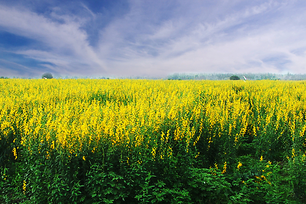 포토 JPG 해외이미지 식물 구름 계절 공원 꽃 백그라운드 밭 농업 자연 하늘 날씨 파노라마 씨앗 풍경 사람없음 야외 여름 파란색 빛 컬러풀 농장 노란색 환경 봄 시골 황금 땅 밀 천국 내추럴 땅바닥 밭일 해외202004 해외포토 자연요소 공공시설 산업 컬러 곡류 바닥 촬영기법 생태계 파일형식 이미지허브