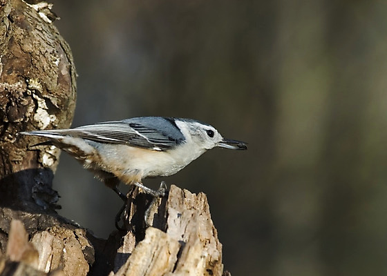 포토 JPG 해외이미지 나무 야생동물 자연 조류 사람없음 야외 숲 해외202004 해외포토 식물 동물 생태계 파일형식 이미지허브