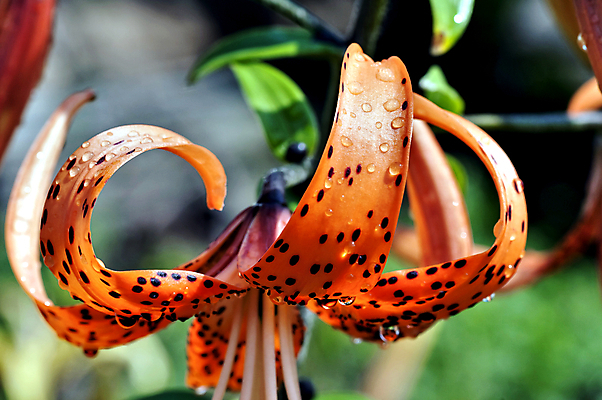 포토 JPG 해외이미지 식물 꽃잎 꽃 잎 꽃무늬 오렌지 사람없음 야외 초록색 물 컬러풀 머리 정원 젖음 벚꽃 물방울 신선 개화 호랑이 우아함 이슬 백합 빗방울 묘사 유기농 질감 부드러움 내추럴 강렬 꽃수술 해외202004 해외포토 자연요소 웰빙 컬러 컨셉 무늬 과일 포유류 신체부위 감각 비_날씨 파일형식 이미지허브