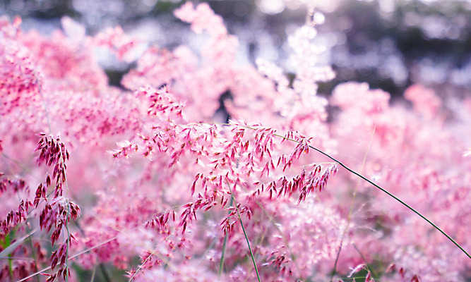 포토 JPG 해외이미지 계절 공원 꽃잎 꽃 벽 결혼 백그라운드 꽃무늬 패턴 밭 벽지 추상 불꽃 발렌타인데이 사랑 풍경 사람없음 야외 장식 빨간색 여름 빛 컬러풀 태양 우주 정원 봄 수확 벚꽃 가을 신선 질감 보케 아로마 부드러움 내추럴 블러 파스텔톤 해외202004 해외포토 자연요소 식물 공공시설 감정 컬러 무늬 농업 데이이벤트 불 이벤트 감각 파일형식 이미지허브