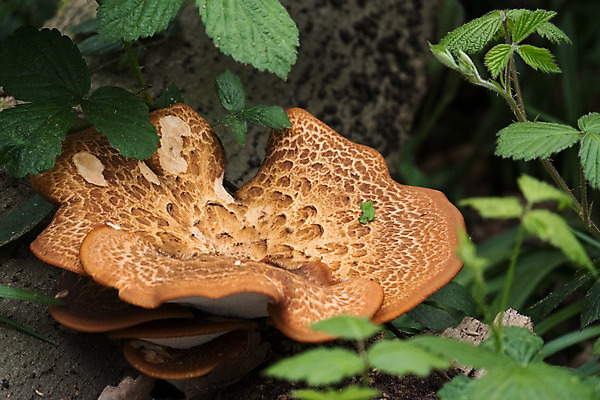 포토 JPG 해외이미지 모양 나무 식물 영어 유럽 잎 오렌지 자연 영국 잉글랜드 사람없음 초록색 햇빛 갈색 성장 구멍 액체 숲 큼 부식 질감 서식 나무껍질 코르크 꿀 곰팡이 삼림지대 썩음 캡모자 해외202004 해외포토 문자 모자_잡화 나라 컬러 과일 태양 껍질 크기 생태계 파일형식 이미지허브