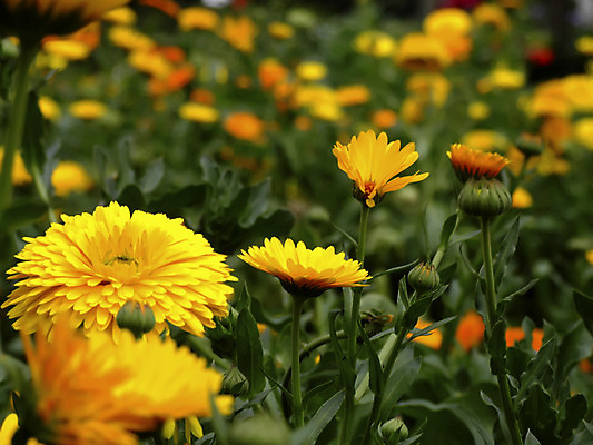 포토 JPG 해외이미지 식물 계절 꽃잎 꽃 백그라운드 꽃무늬 자연 벽지 사람없음 여름 환경 정원 봄 달리아 묘사 유기농 원예 데이지 꽃가루 꿀 내추럴 꽃수술 해외202004 해외포토 웰빙 무늬 취미 가루 생태계 파일형식 이미지허브