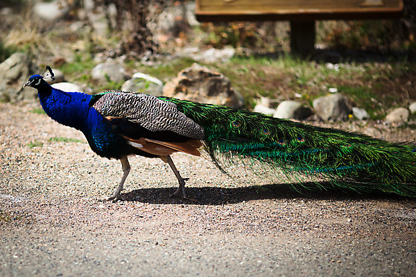 포토 JPG 해외이미지 동물 1 남자 야생동물 여행 백그라운드 패턴 오렌지 자연 조류 왕관 동물원 서기 사람없음 야외 가로 초록색 파란색 컬러풀 머리 활발 화려 우아함 공작 인도인 깃털 묘사 꼬리 부리 목 보여주기 꿩 멀티 터키석 해외202004 해외포토 외국인 컬러 컨셉 무늬 과일 모션 사람 동양인 신체부위 보석 생태계 파일형식 이미지허브