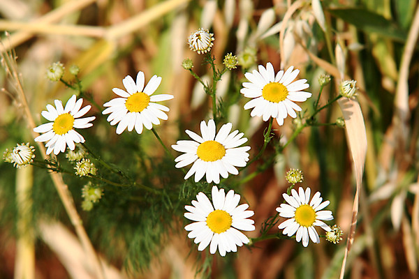 포토 JPG 해외이미지 식물 꽃 밭 자연 사람없음 여름 시골 신선 데이지 내추럴 해외202004 해외포토 계절 농업 생태계 파일형식 이미지허브