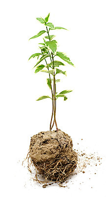 포토 JPG 해외이미지 나무 식물 지구 줄기 컨셉 잎 농업 자연 새로움 씨앗 사람없음 초록색 새싹 환경 정원 흙 봄 성장 흰색 나뭇가지 신선 보호 작음 유기농 원예 먼지 흙더미 내추럴 개발 고립 땅바닥 모종 묘목 생태학 처음 세련 해외202004 해외포토 웰빙 계절 교육 산업 컬러 바닥 취미 크기 생태계 파일형식 더미 이미지허브