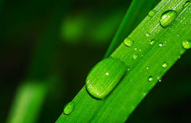 포토 JPG 해외이미지 백그라운드 잎 자연 날씨 추상 건강 사람없음 야외 초록색 물 여름 환경 정원 침묵 봄 거품 젖음 성장 물방울 신선 액체 칼날 닫기 떨어짐 보호 이슬 빗방울 뿌리기 허브 에코 질감 돌봄 해외202004 해외포토 자연요소 식물 계절 컬러 컨셉 무늬 모션 소리 비_날씨 생태계 파일형식 이미지허브