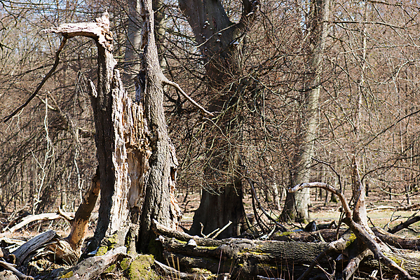 포토 JPG 해외이미지 나무 식물 1 줄기 잎 자연 건조 사람없음 야외 목재 가로 세트 햇빛 환경 봄 성장 나뭇가지 죽음 숲 큼 싱글 매듭 뿌리 나무껍질 내추럴 생태학 옛날 혼자 해외202004 해외포토 계절 교육 재료 태양 껍질 크기 생태계 파일형식 이미지허브