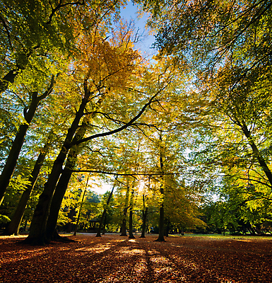 포토 JPG 해외이미지 나무 식물 계절 공원 길 백그라운드 단풍 잎 오렌지 자연 따뜻함 풍경 사람없음 야외 빨간색 초록색 태양 갈색 노란색 맑음 활발 광선 가을 나뭇가지 변화 황금 숲 질감 마법 10월 내추럴 해외202004 해외포토 자연요소 공공시설 컬러 컨셉 과일 날씨 날짜 생태계 파일형식 이미지허브