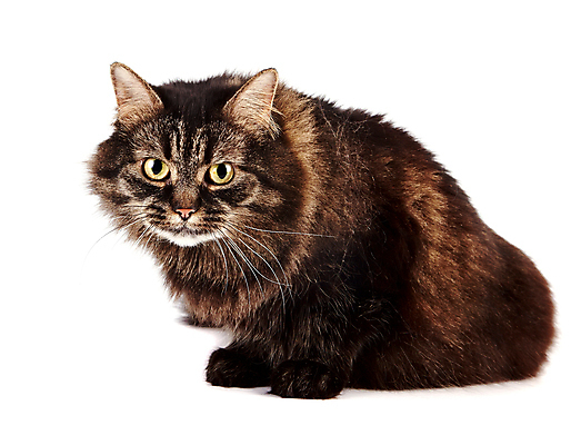 포토 JPG 해외이미지 동물 척추동물 장난 포유류 자연 수염 털 사람없음 반려동물 컬러풀 고양이 줄무늬 우정 작음 호기심 꼬리 육식동물 얼룩무늬 솜털 해외202004 해외포토 감정 컬러 컨셉 무늬 친구 크기 생태계 파일형식 이미지허브