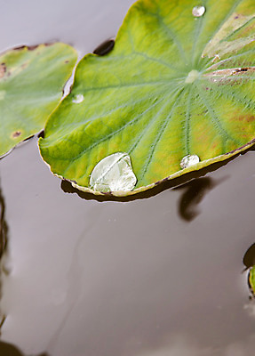 포토 JPG 해외이미지 잎 자연 사람없음 세로 초록색 물 컬러풀 떨어짐 이슬 해외202004 해외포토 자연요소 식물 컬러 컨셉 생태계 파일형식 이미지허브