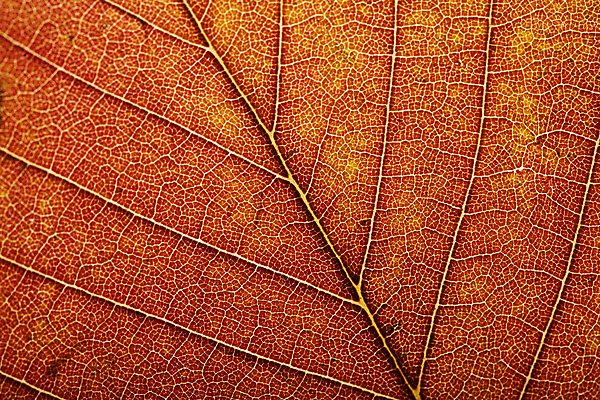 포토 JPG 해외이미지 식물 계절 백그라운드 잎 패턴 오렌지 자연 벽지 따뜻함 사람없음 빨간색 컬러풀 노란색 환경 화목 활발 가을 황금 11월 묘사 유기농 질감 정맥 생태학 해외202004 해외포토 웰빙 교육 컬러 컨셉 무늬 과일 날짜 생태계 혈관 파일형식 이미지허브