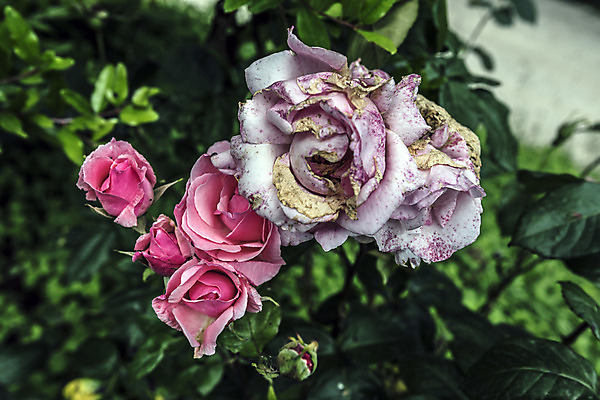 포토 JPG 해외이미지 식물 계절 꽃 친절 선물 사랑 취미 사람없음 물 여름 컬러풀 평화 힘 봄 활발 습기 에너지 자유 성장 시골 인사 신선 개화 수분 순수 원예 꽃가루 부드러움 꿀 완전 해외202004 해외포토 자연요소 감정 컬러 컨셉 예절 감각 가루 파일형식 이미지허브