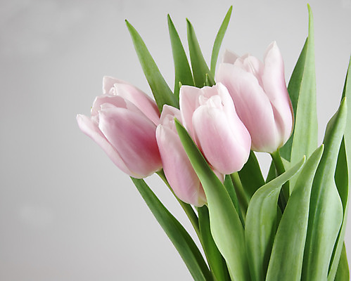 포토 JPG 해외이미지 식물 디자인 꽃잎 꽃 줄기 분홍색 백그라운드 잎 꽃무늬 자연 휴가 부활절 발렌타인데이 선물 사람없음 초록색 빛 컬러풀 정원 봄 튤립 벚꽃 축하 신선 4월 배열 내추럴 고립 해외202004 해외포토 계절 기념일 컬러 컨셉 무늬 데이이벤트 날짜 생태계 파일형식 이미지허브