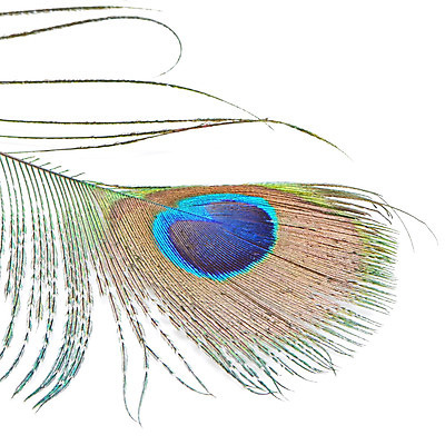 포토 JPG 해외이미지 동물 디자인 야생동물 백그라운드 패턴 자연 조류 추상 사람없음 초록색 파란색 컬러풀 흰색 우아함 공작 깃털 질감 꼬리 솜털 고립 이국적 해외202004 해외포토 컬러 컨셉 무늬 생태계 파일형식 이미지허브