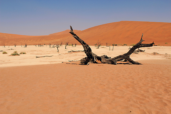 포토 JPG 해외이미지 나무 식물 공원 모래 여행 아프리카 자연 하늘 휴가 산 건조 따뜻함 풍경 경사 사람없음 야외 빨간색 파란색 계곡 사막 죽음 뜨거움 황무지 큼 모래언덕 언덕 산등성이 나미비아 옛날 전국 평야 해외202004 해외포토 공공시설 나라 컬러 크기 생태계 남아프리카 파일형식 이미지허브