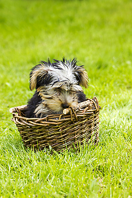 포토 JPG 해외이미지 동물 얼굴 포유류 놀이 털 사랑 앉기 사람없음 반려동물 바구니 정원 고양이 우정 표현 개 달콤 강아지 작음 모피 요크셔테리어 테리어 그네 호기심 꼬리 사냥 기르기 동반자 해외202004 해외포토 감정 컨셉 모션 신체부위 친구 맛 크기 돌봄 파일형식 이미지허브