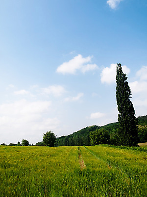 포토 JPG 해외이미지 나무 식물 계절 음식 잎 농업 자연 풍경 사람없음 야외 초록색 농작물 농장 환경 봄 수확 성장 시골 신선 시리얼 밀 허브 밭일 해외202004 해외포토 산업 컬러 곡류 생태계 파일형식 이미지허브