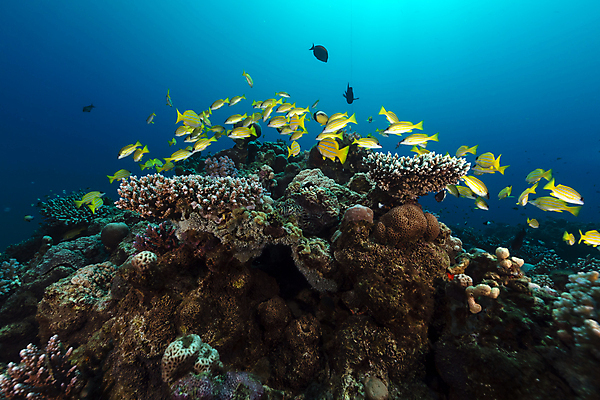 포토 JPG 해외이미지 식물 동물 모래 바다 백그라운드 자연 표면 어류 풍경 사람없음 물 파란색 컬러풀 햇빛 태양 바닷속 수중 광선 산호 아래 다이빙 장면 암초 깊이 소금물 아네모네 이국적 침몰 파라다이스 해외202004 해외포토 자연요소 꽃 컬러 수영 수중동물 자포동물 방향 생태계 위치 수중스포츠 파일형식 이미지허브