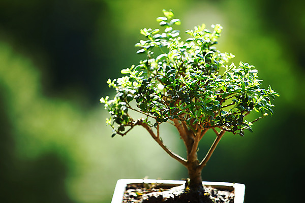 포토 JPG 해외이미지 나무 식물 디자인 꽃 지구 백그라운드 잎 자연 새로움 동양인 취미 사람없음 목재 장식 초록색 컬러풀 일본 검은색 중국 흙 미니어처 자유 성장 흰색 나뭇가지 냄비 작음 컨테이너 원예 뿌리 상록수 망사 리빙 분재 미니 옛날 해외202004 해외포토 산업 아시아 컬러 컨셉 재료 인종 모형 직물 솥 크기 생태계 파일형식 이미지허브