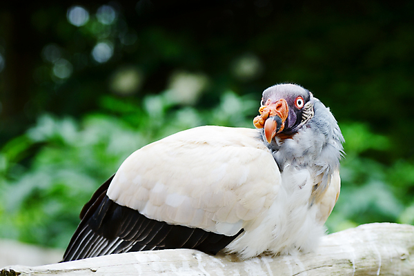포토 JPG 해외이미지 동물 응시 야생동물 오렌지 자연 조류 생물 사람없음 컬러풀 미국 활발 관찰 위험 왕 깃털 부리 육식동물 대머리 사냥꾼 노려봄 내추럴 강렬 특별함 포식 해외202004 해외포토 직업 헤어스타일 시선 컬러 컨셉 북아메리카 과일 모션 표정 생태계 파일형식 이미지허브