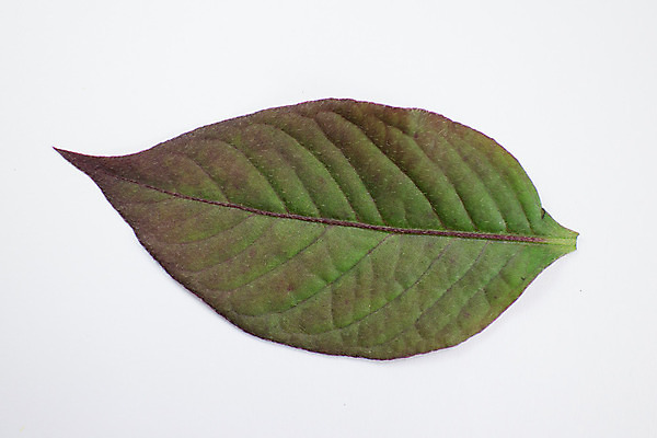 포토 JPG 해외이미지 식물 잎 불꽃 풍경 사람없음 치료 빨간색 정원 보라색 약초 허브 날것 아이비 내추럴 해외202004 해외포토 컬러 의학 불 풀_식물 파일형식 이미지허브