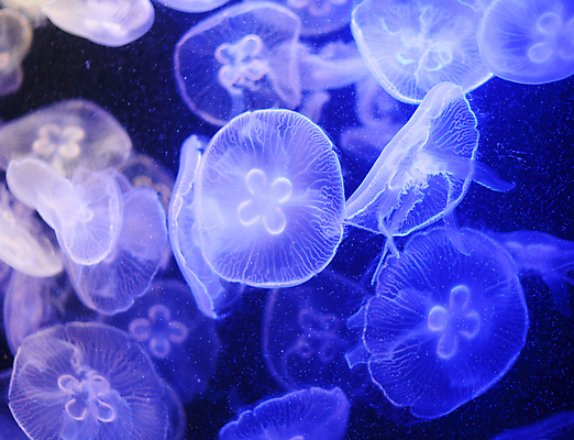 포토 JPG 해외이미지 여러마리 사람없음 파란색 바닷속 수중동물 자포동물 해파리 해외202004 해외포토 동물 컬러 다수 수중 파일형식 이미지허브