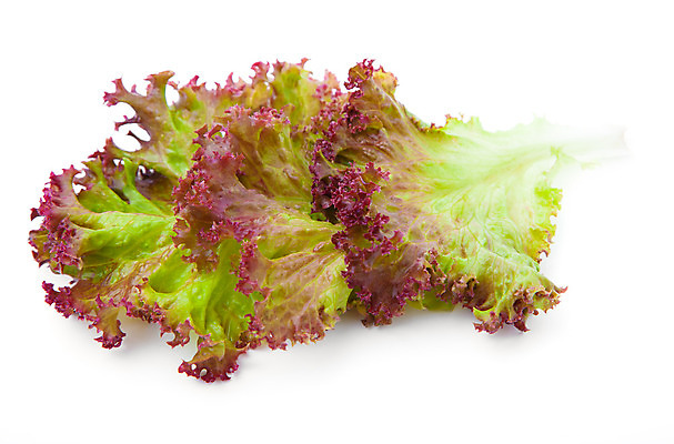 포토 JPG 해외이미지 식물 1 잡화 음식 조각 백그라운드 잎 다이어트 채소 재료 사람없음 초록색 활발 샐러드 흰색 신선 상추 허브 날씬함 유기농 강렬 고립 채식주의자 해외202004 해외포토 웰빙 컬러 컨셉 건강 몸매 채식 파일형식 이미지허브